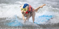 A dog wearing a life jacket and sunglasses surfing
