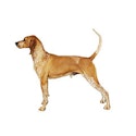 american-english-coonhound.jpg
