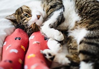 gato recostado boca arriba acurrucado contra pies con calcetines