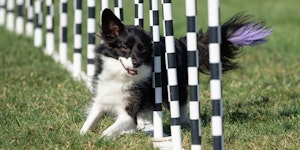 black and white dog is running with obstacles