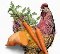 illustrated chicken with carrot and sweet potatoe
