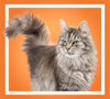 Gato peludo parado como una diva sobre un fondo naranja