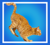 Gato atigrado naranja en pleno salto sobre un fondo azul