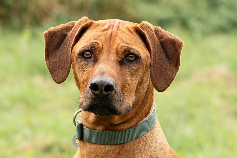 Perro Ridgeback Información sobre la raza de perro Rhodesian Ridgeback | Purina EE. UU.