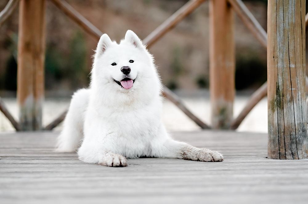 Samoyed Varieties Samoyed Dog Breed Information | Purina US