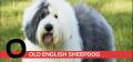 O is for Old English Sheepdog