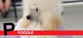 P is for Poodle