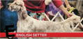 E is for English Setter