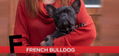 F is for French Bulldog