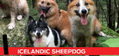I is for Icelandic Sheepdog