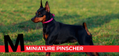 M is for Miniature Pinscher