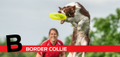 B is for Border Collie