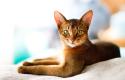 Abyssinian Cat