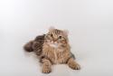 American Curl