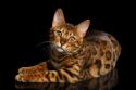 Bengal