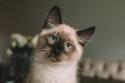 Birman