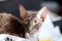 Cornish Rex