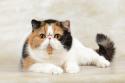 Exotic Shorthair