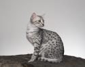 Egyptian Mau