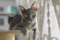 Korat