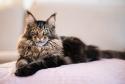 Maine Coon