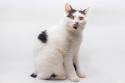 Manx