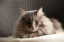 Norwegian Forest Cat Breed