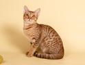 Ocicat Cat Breed