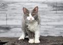 Selkirk Rex Cat Breed
