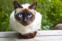 Siamese