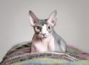 Sphynx