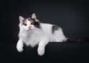 Turkish Van Cat Breed