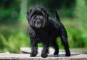 Affenpinscher Dog Breed