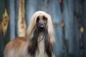 Afghan Hound