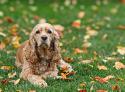 American Cocker Spaniel