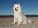 American Eskimo Dog