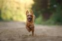 Australian Terrier