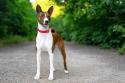Basenji Dog Breed