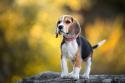 Beagle Dog Breed