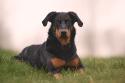 Beauceron