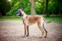 Belgian Malinois