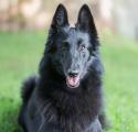 Belgian Sheepdog