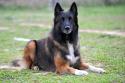 Belgian Tervuren