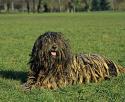 Bergamasco