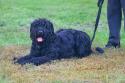 Black Russian Terrier