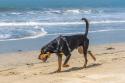 Black and Tan Coonhound