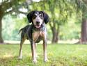 Bluetick Coonhound