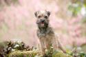 Border Terrier