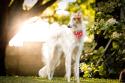 Borzoi Dog Breed