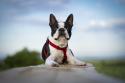 Boston Terrier